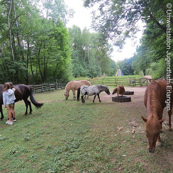 Pferde bei der Umweltstation Jugendfarm