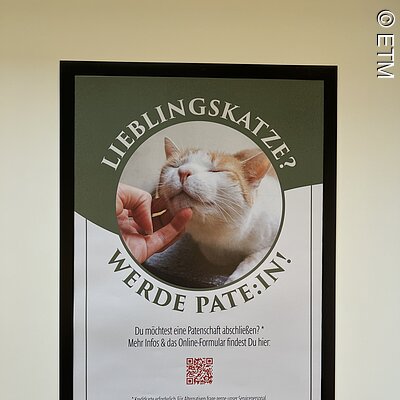 Katzenpatenschaft