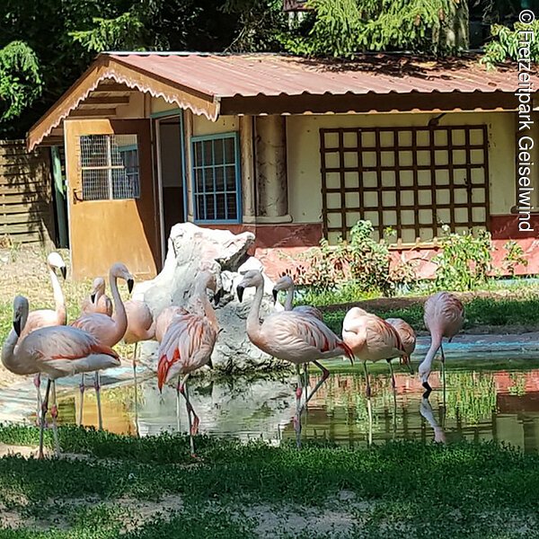 Flamingos © Freizeitpark Geiselwind